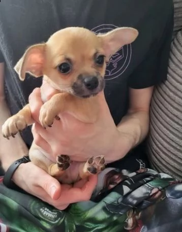 chihuahua cuccioli in vendita