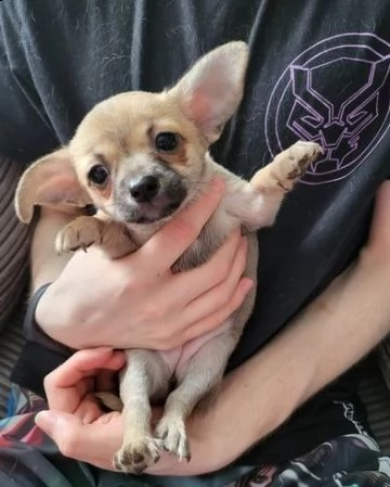 chihuahua cuccioli in vendita | Foto 1