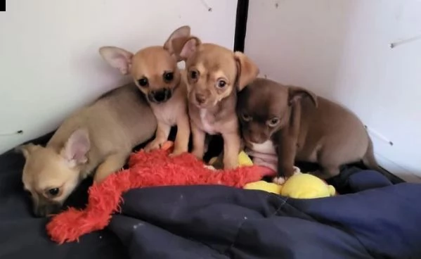chihuahua cuccioli in vendita | Foto 0
