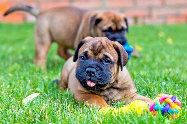 cuccioli di bullmastiff