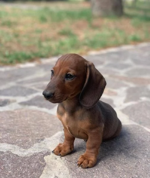regalo adorabili cuccioli  bassotto femminucce e maschietti disponibili