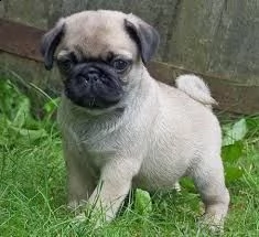regalo cuccioli di calino bellissimi cuccioli disponibili, carattere adorabile ,sono docili ed affet
