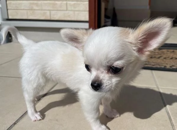 ___-regalo cucciolo regalo cuccioli di chihuahua
