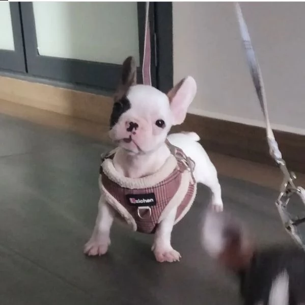 ???//regalo cucciolo bulldog francese