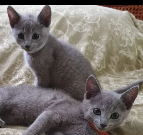 gattini di razza pura blu di russia