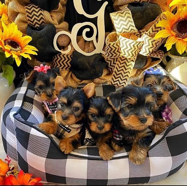 bellissimi cuccioli di yorkie pronti per la nuova casa