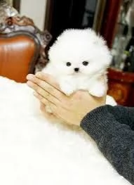 regalo 4 cuccioli di spitz di pomerania