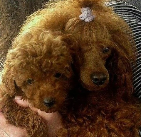 barboncino [at] | Foto 2