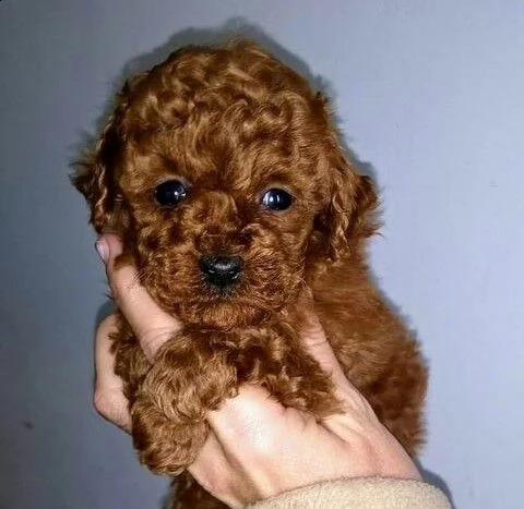 #w barboncino | Foto 2