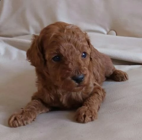 #w barboncino | Foto 1