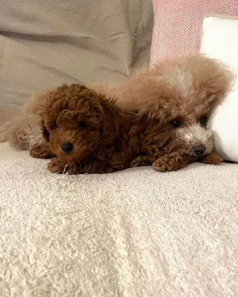 ***$ barboncino | Foto 2