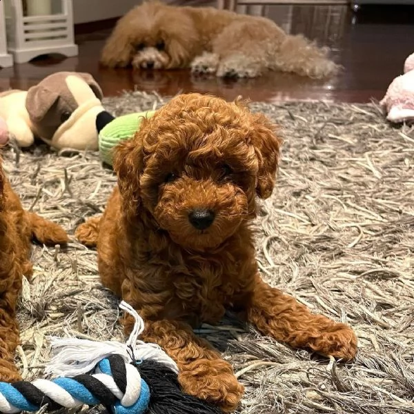 ***$ barboncino | Foto 1