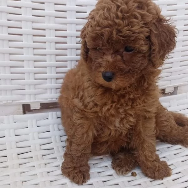 ^^^barboncino | Foto 1