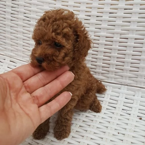 ^^^barboncino | Foto 0