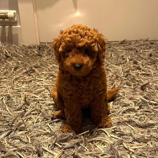 **** barboncino | Foto 2