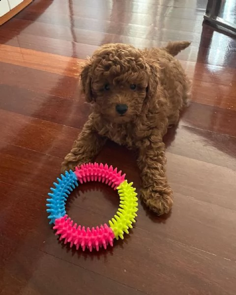 **** barboncino | Foto 0