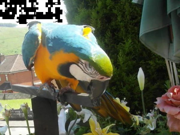 guacamayo | Foto 1