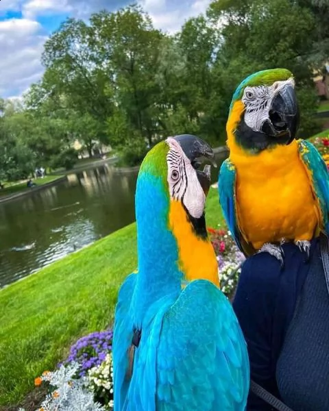 w guacamayo | Foto 1