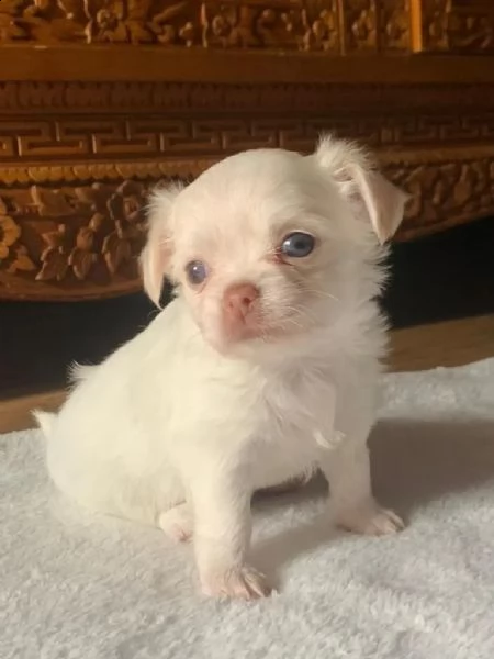 cuccioli chihuahua | Foto 6