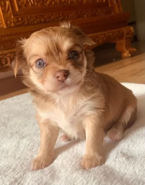 cuccioli chihuahua | Foto 5