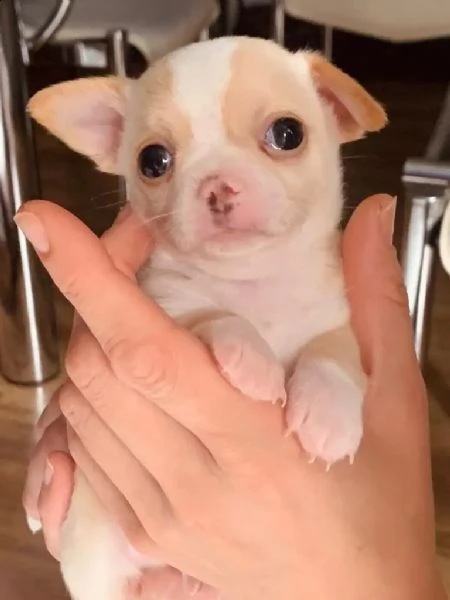 cuccioli chihuahua | Foto 4