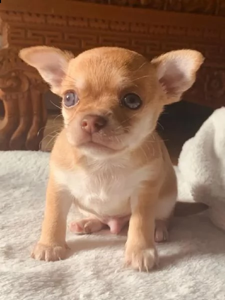 cuccioli chihuahua | Foto 3