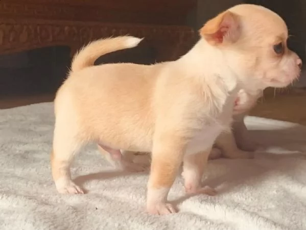 cuccioli chihuahua