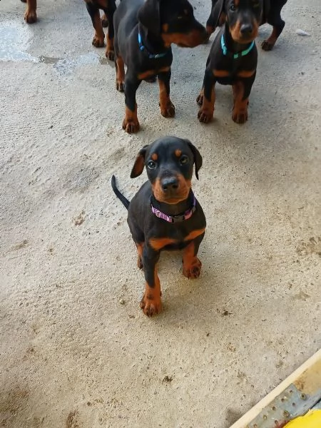 splendidi cuccioli di dobermann | Foto 2