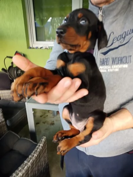 splendidi cuccioli di dobermann | Foto 1