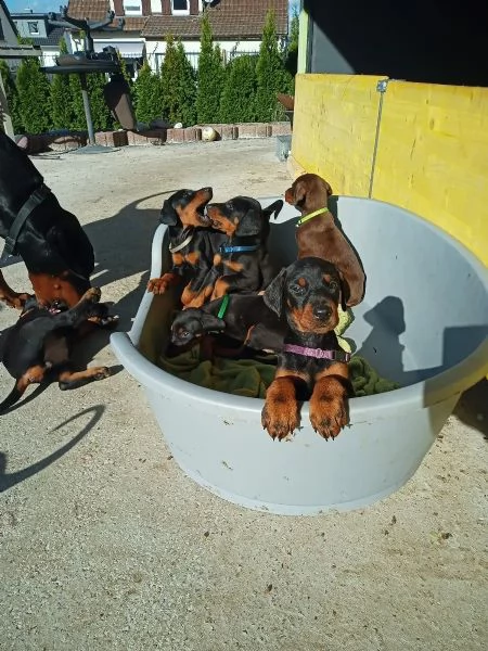 splendidi cuccioli di dobermann | Foto 0