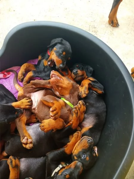 splendidi cuccioli di dobermann