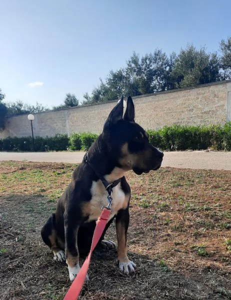 Romana, dolcissima e giovane  taglia media  | Foto 3