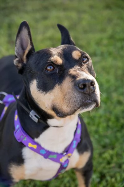 Romana, dolcissima e giovane  taglia media  | Foto 0