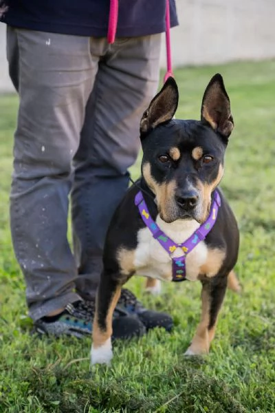 Romana, american bully/amstaf | Foto 3