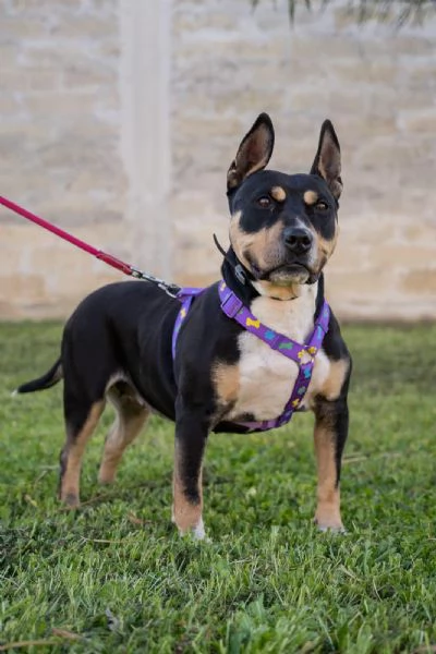 Romana, american bully/amstaf | Foto 2