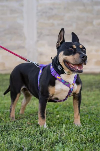 Romana, american bully/amstaf | Foto 1