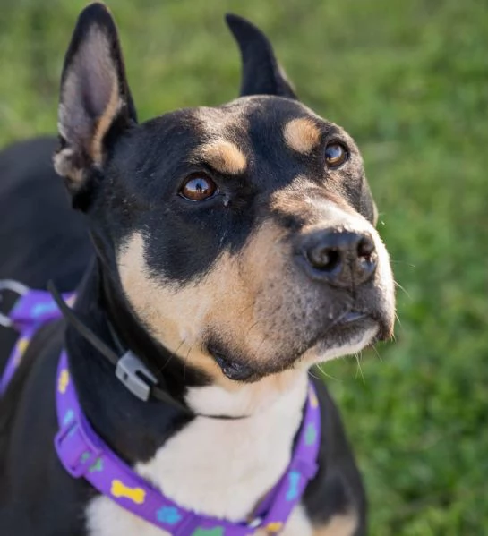 Romana, american bully/amstaf | Foto 0