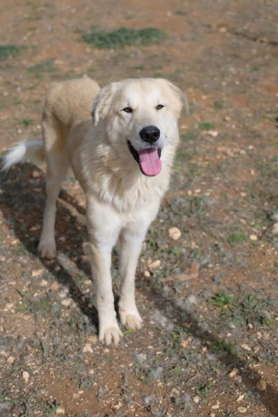 Patrick, una meraviglia in gabbia | Foto 6