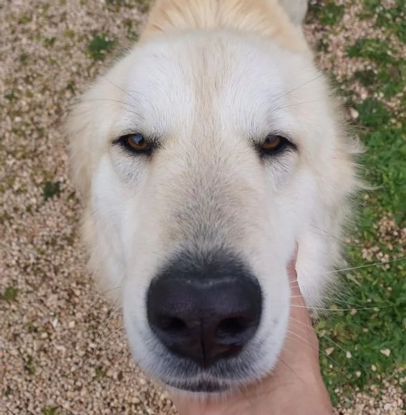 Patrick, una meraviglia in gabbia | Foto 5