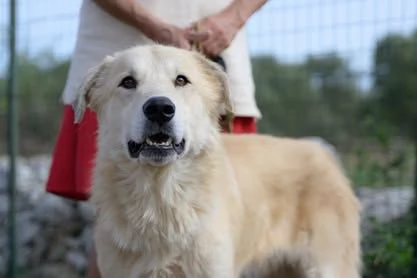 Patrick, una meraviglia in gabbia | Foto 3
