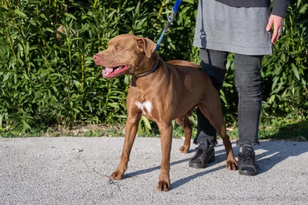 Jago, red nose, cerca la sua casa | Foto 6