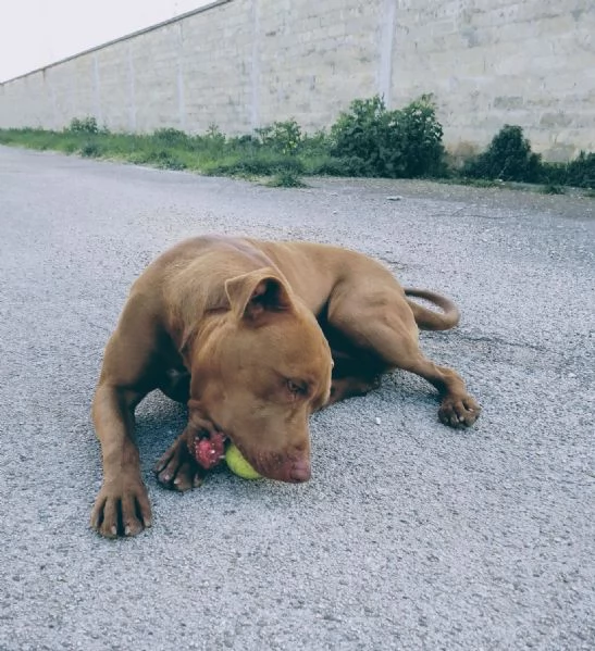 Jago, red nose, cerca la sua casa | Foto 5