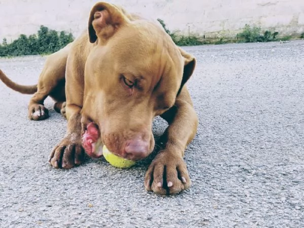 Jago, red nose, cerca la sua casa | Foto 4