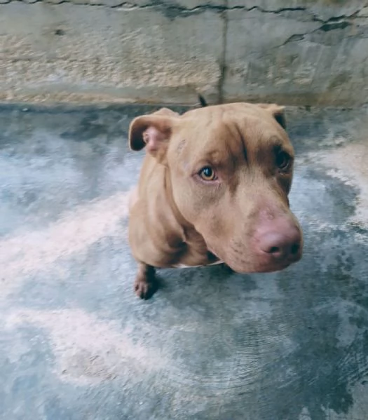 Jago, red nose, cerca la sua casa | Foto 3