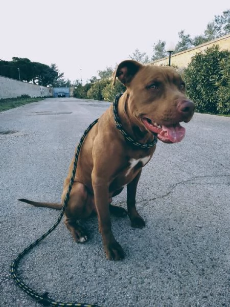 Jago, red nose, cerca la sua casa | Foto 2