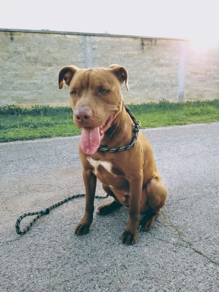 Jago, red nose, cerca la sua casa | Foto 1