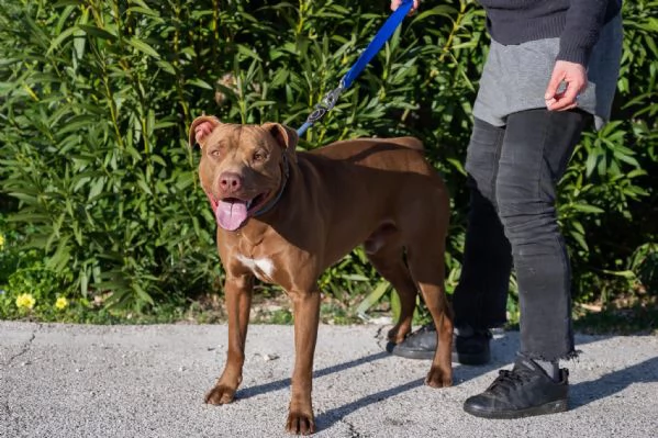 Jago, red nose, cerca la sua casa | Foto 0