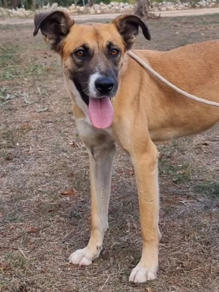 Pita, un bel cane equilibrato