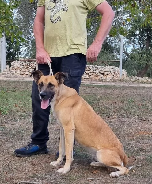 Pita, un bel cane equilibrato | Foto 6