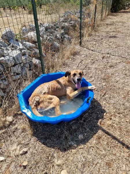 Pita, un bel cane equilibrato | Foto 5